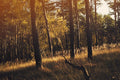 Afternoon Autumn Forest Wall Mural-Wall Mural-Eazywallz