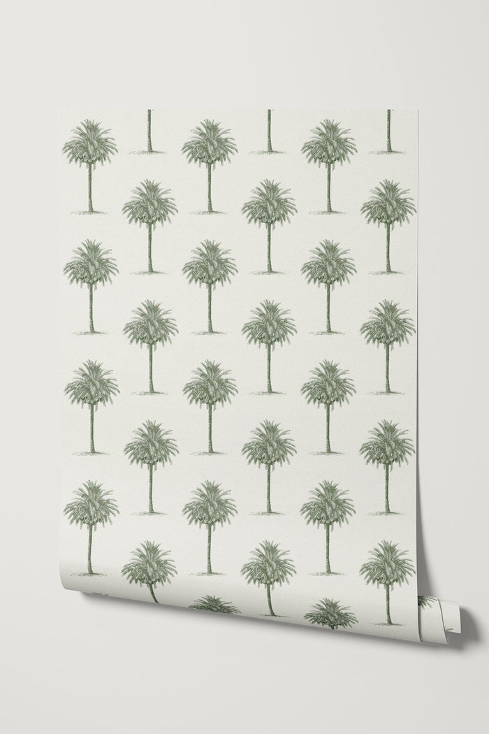 Agadir / Olive