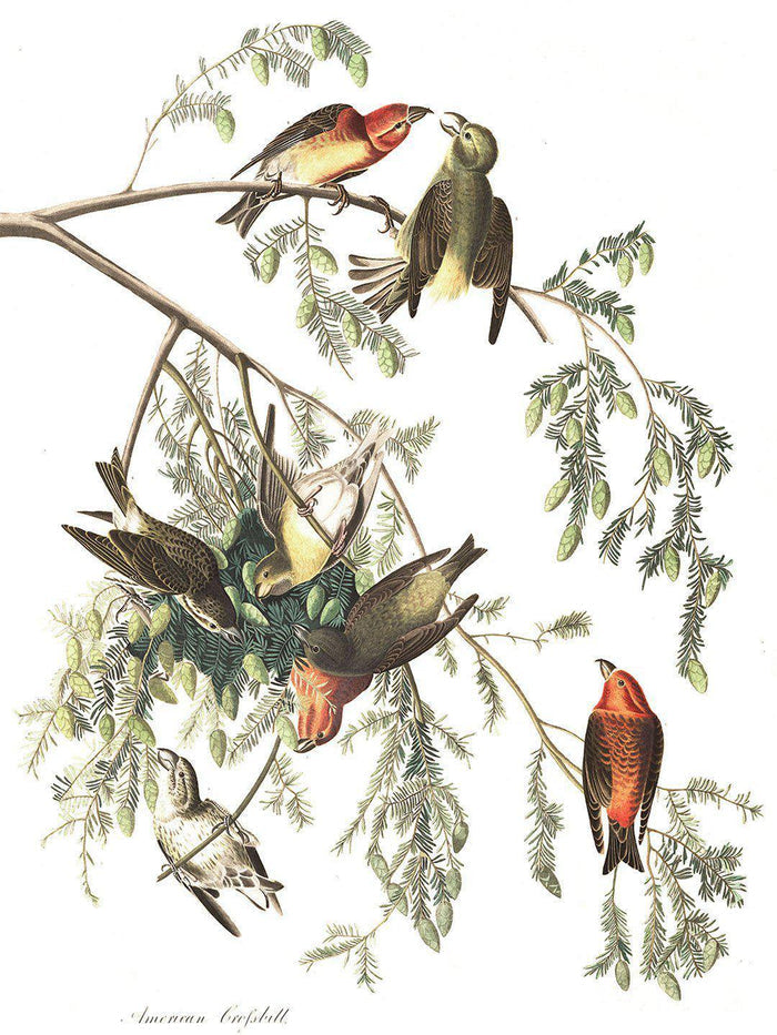 American Crossbill Birds Wall Mural-Wall Mural-Eazywallz