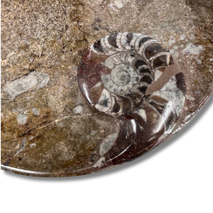 Ammonite Plate