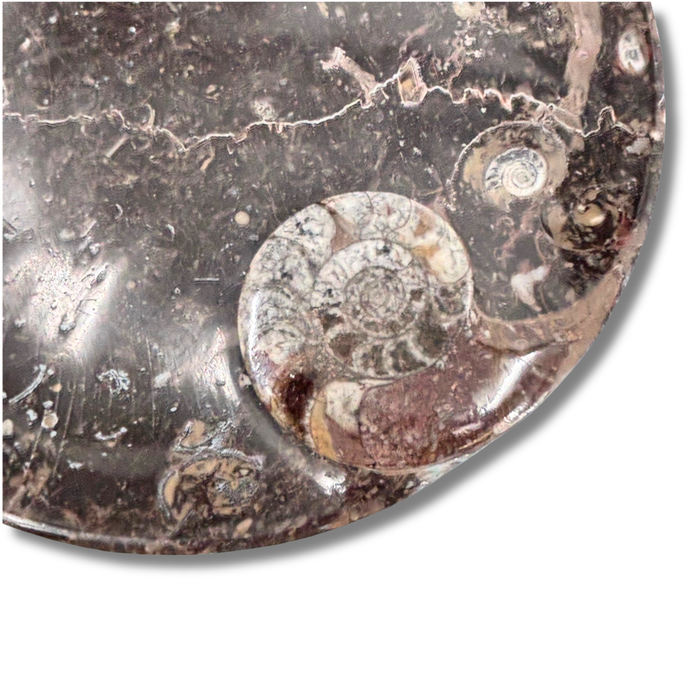 Ammonite Plate