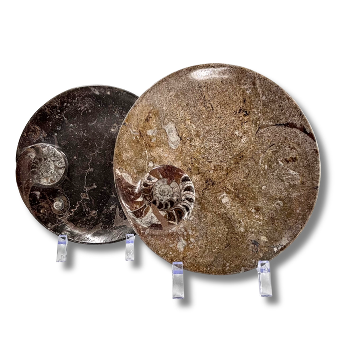 Ammonite Plate