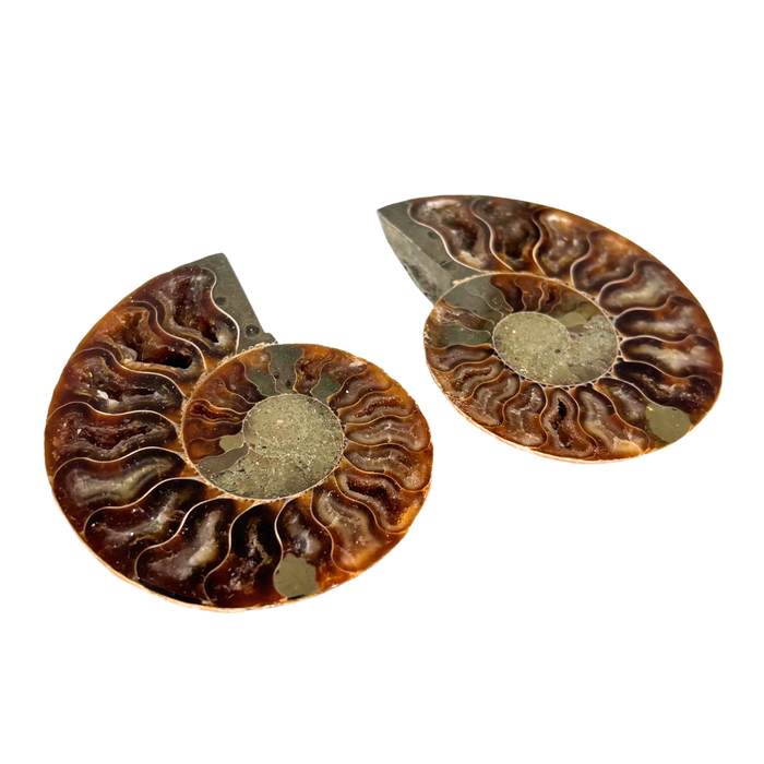 Ammonite Split Pair $34.99