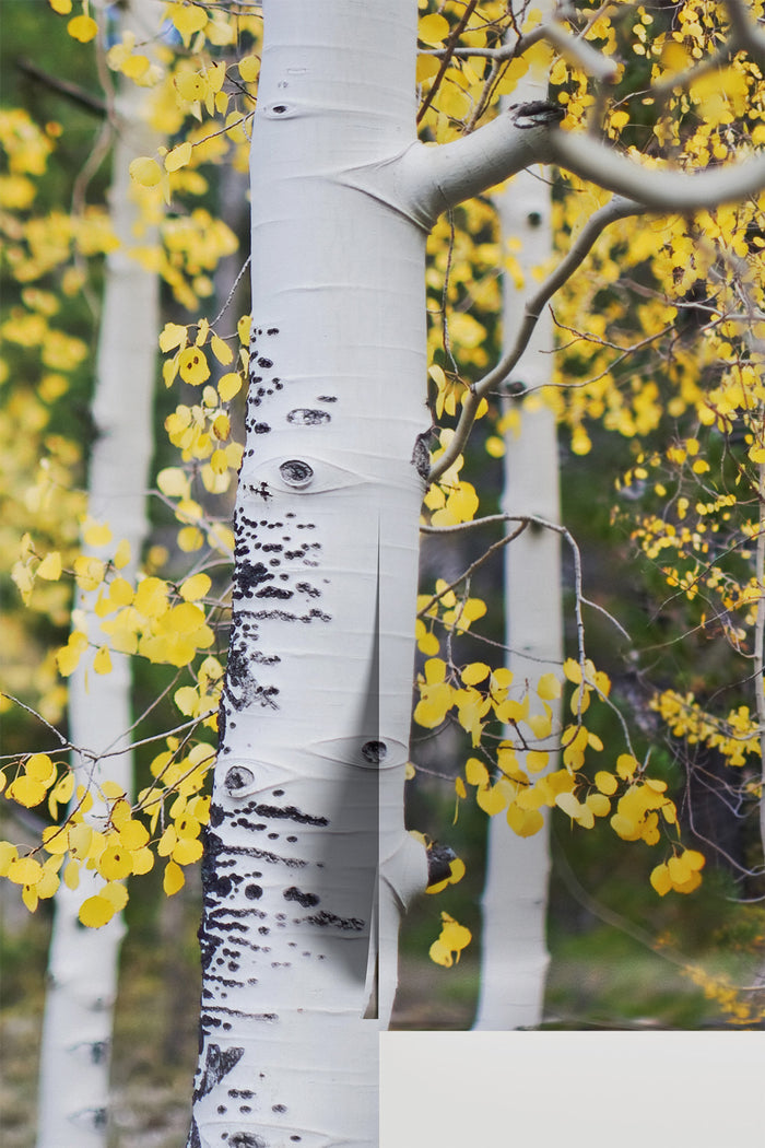 Aspen Trees