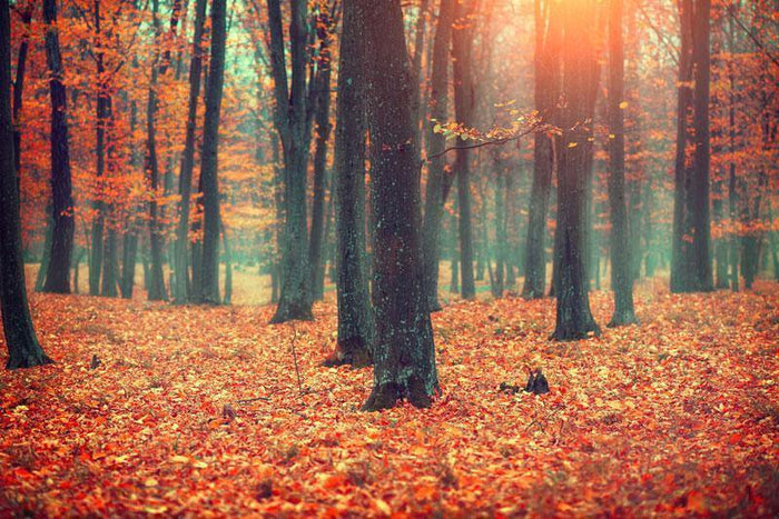 Autumn Forest Landscape Wall Mural-Wall Mural-Eazywallz