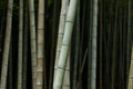 Bamboo Close up wall Mural Wall Mural-Wall Mural-Eazywallz
