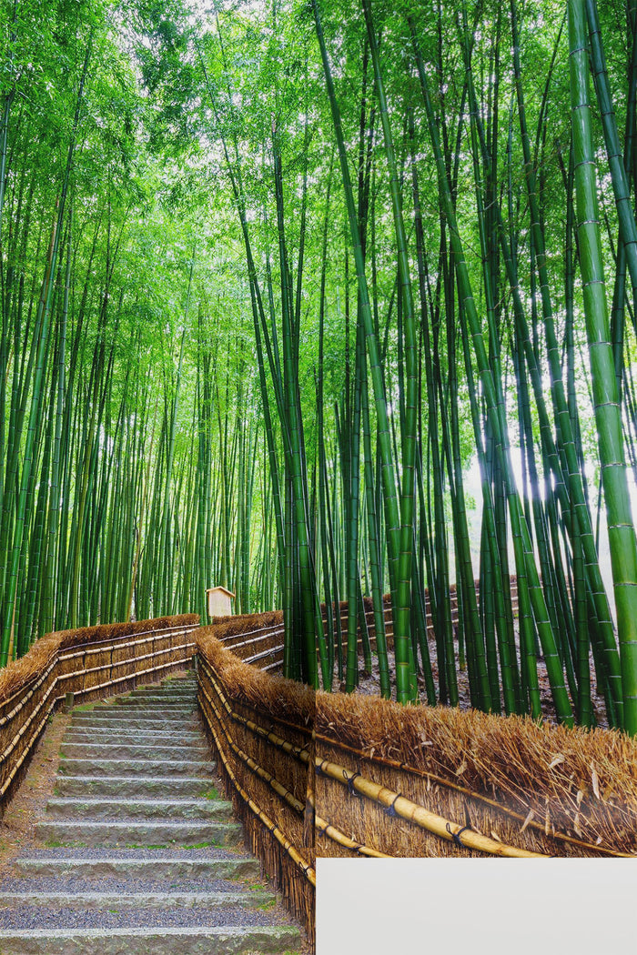 Bamboo Grove