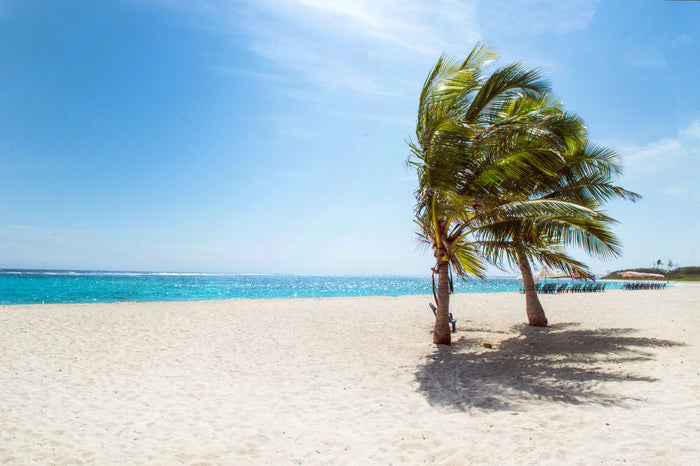 Beach Tropics Wall Mural