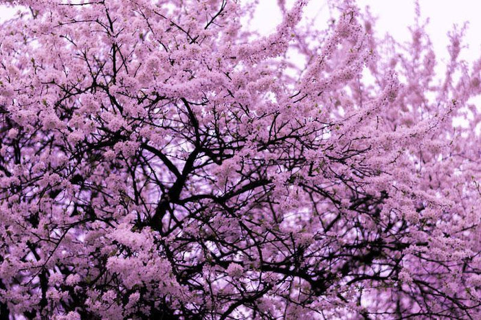 Blossom Tree Wall Mural-Wall Mural-Eazywallz