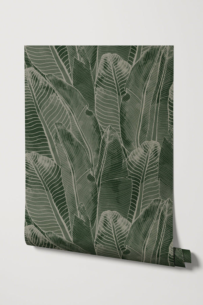 Borneo / Olive