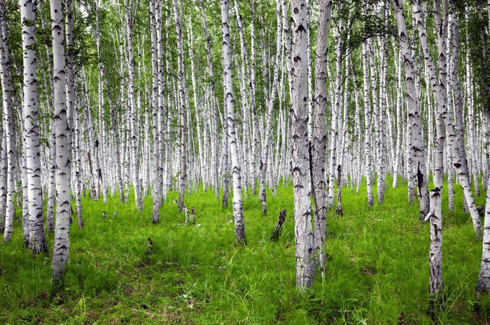 Bright Birch Forest Wall Mural-Wall Mural-Eazywallz