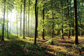 Bright Morning Forest Wall Mural-Wall Mural-Eazywallz