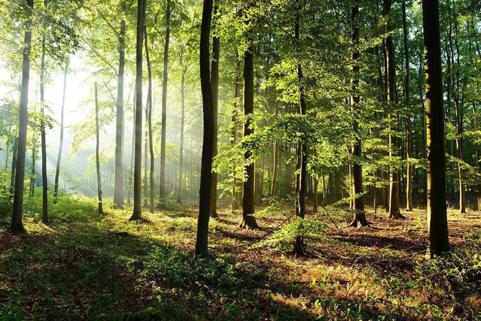 Bright Morning Forest Wall Mural-Wall Mural-Eazywallz