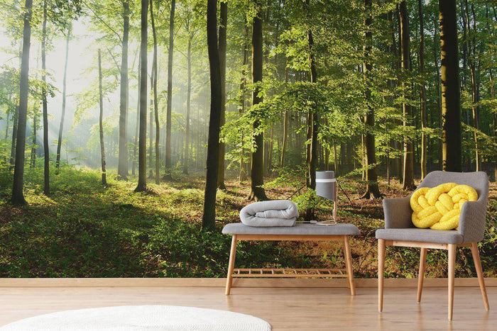 Bright Morning Forest Wall Mural-Wall Mural-Eazywallz