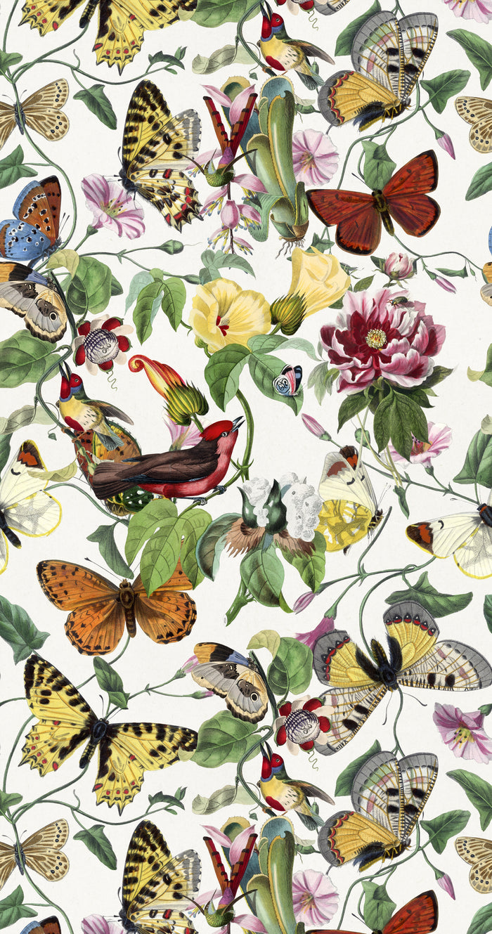 Butterfly Kingdom / Multi