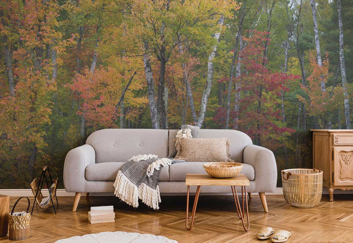 Chippewa National Forest Wall Mural-Wall Mural-Eazywallz