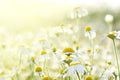 Daisies in the sun Wall Mural-Wall Mural-Eazywallz
