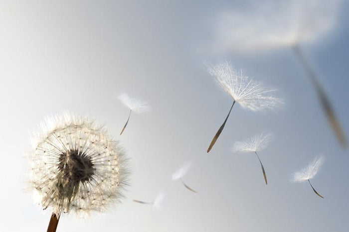 Dandelion blowing seeds in the wind Wall Mural-Wall Mural-Eazywallz