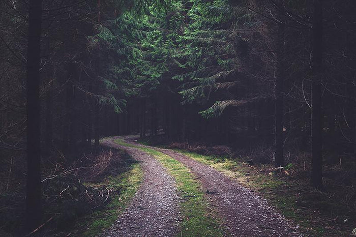 Dark Forest Trail Wall Mural-Wall Mural-Eazywallz