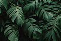 Dark Leaves Wall Mural-Wall Mural-Eazywallz