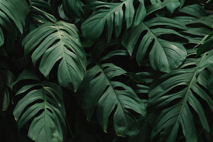 Dark Leaves Wall Mural-Wall Mural-Eazywallz