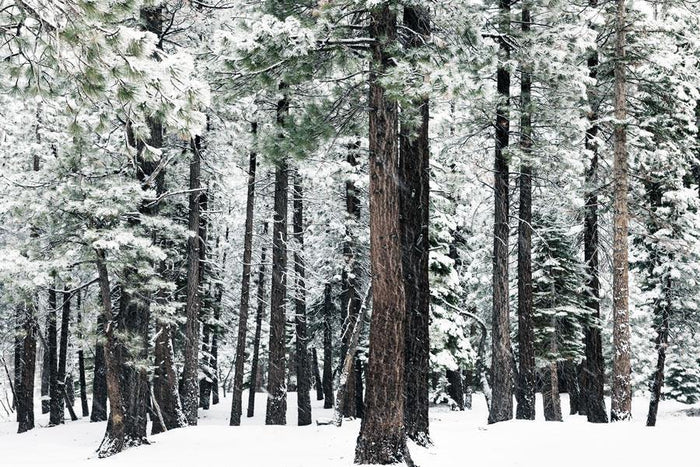 Deep Winter Forest Mural Wallpaper-Wall Mural-Eazywallz