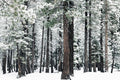 Deep Winter Forest Mural Wallpaper-Wall Mural-Eazywallz