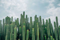 Desert Cactus Wall Mural-Wall Mural-Eazywallz