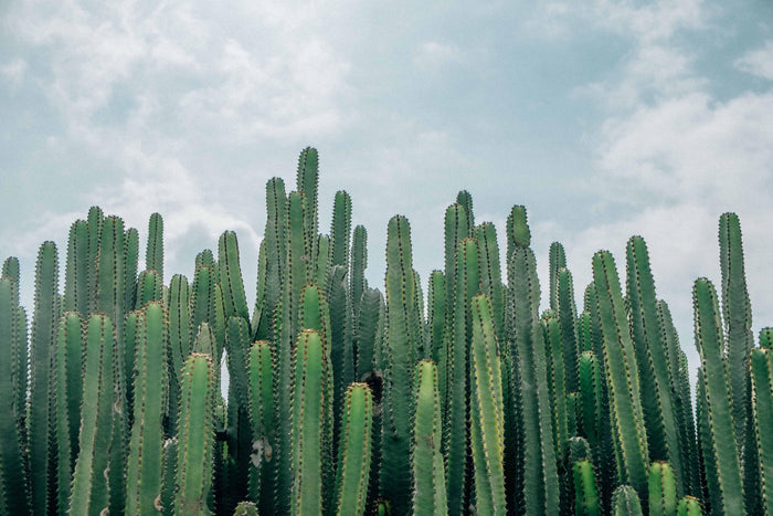 Desert Cactus Wall Mural-Wall Mural-Eazywallz