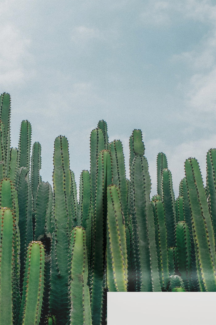 Desert Cactus