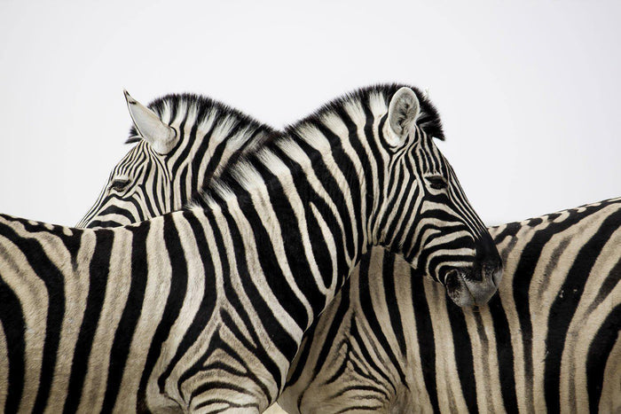 Dual Zebra Wall Mural-Wall Mural-Eazywallz