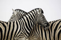 Dual Zebra Wall Mural-Wall Mural-Eazywallz