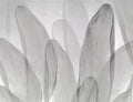 Elowen / Graphite wall mural
