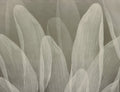 Elowen / Taupe wall mural.