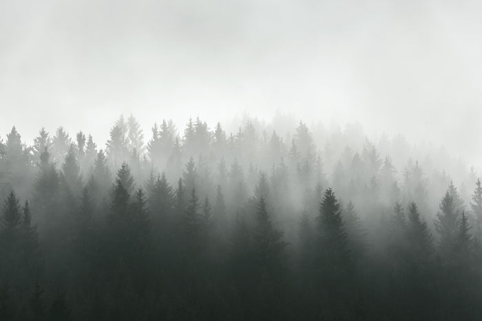 Evermist Forest