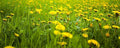 Field of Dandelions Wall Mural-Wall Mural-Eazywallz