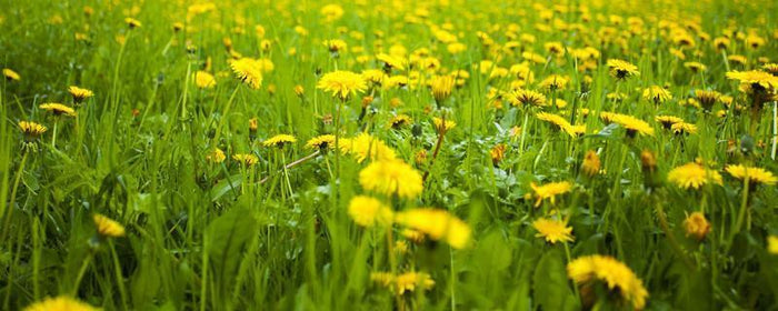 Field of Dandelions Wall Mural-Wall Mural-Eazywallz