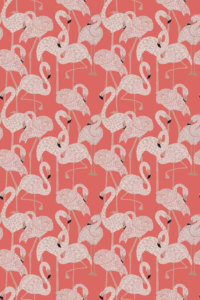 Flamingos / Coral