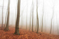 Foggy Autumn Forest Wall Mural-Wall Mural-Eazywallz