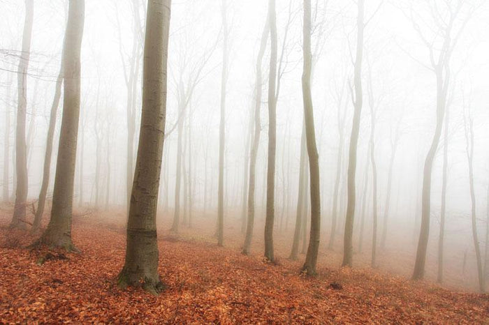 Foggy Autumn Forest Wall Mural-Wall Mural-Eazywallz