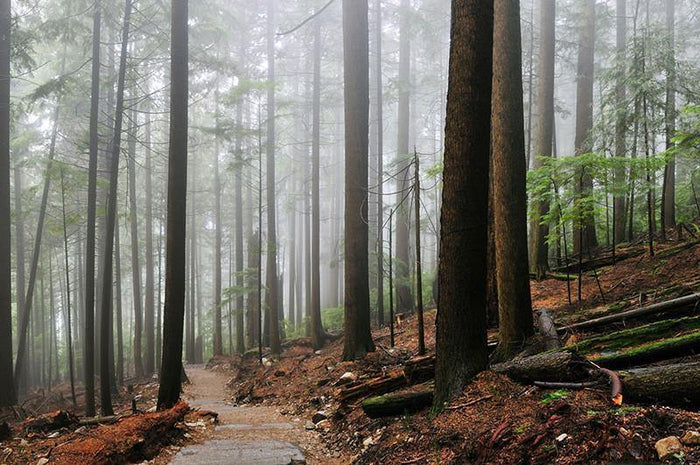 Foggy Forest & Hiking Trail Wall Mural-Wall Mural-Eazywallz
