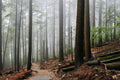 Foggy Forest & Hiking Trail Wall Mural-Wall Mural-Eazywallz