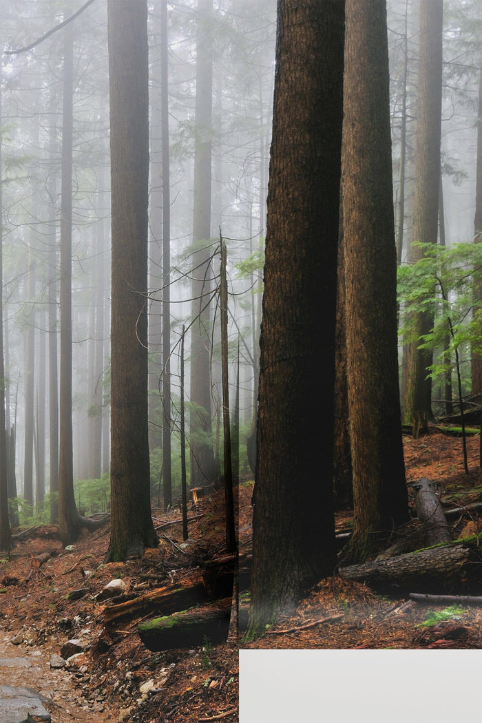 Foggy Forest & Hiking Trail