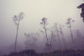 Foggy Jungle Mural Wallpaper-Wall Mural-Eazywallz