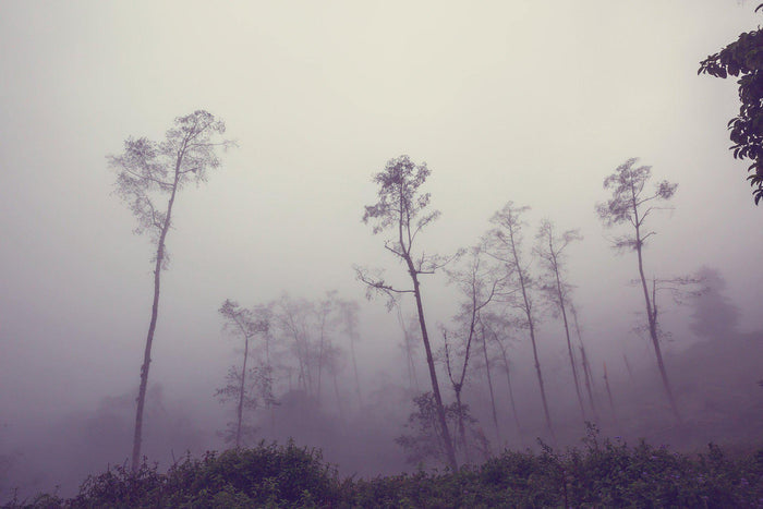 Foggy Jungle Mural Wallpaper-Wall Mural-Eazywallz