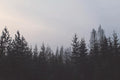Forest Tree Line Wall Mural-Wall Mural-Eazywallz