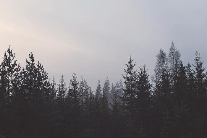 Forest Tree Line Wall Mural-Wall Mural-Eazywallz