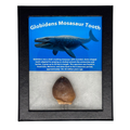 Globidens Mosasaur Tooth Box