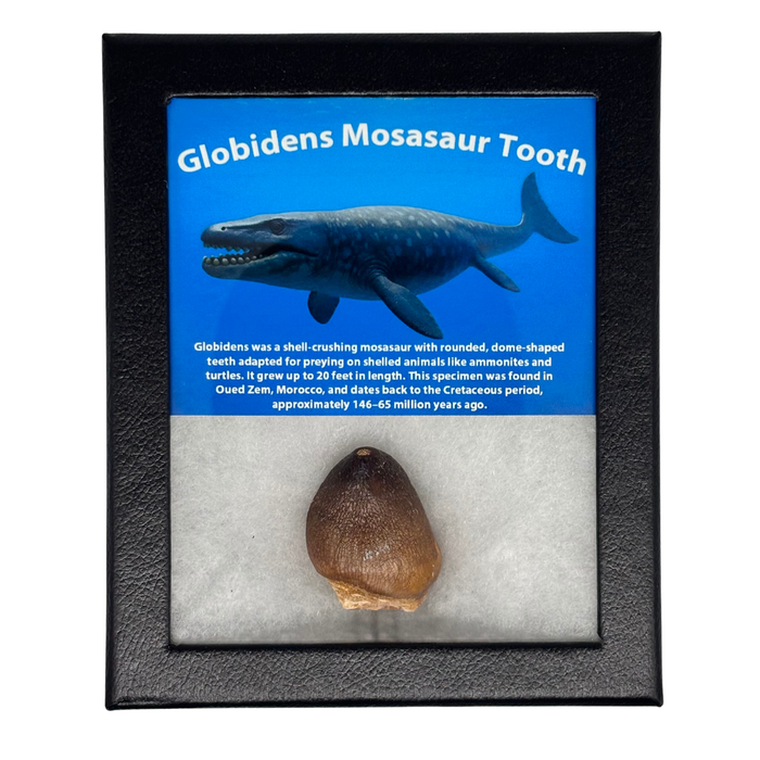 Globidens Mosasaur Tooth Box