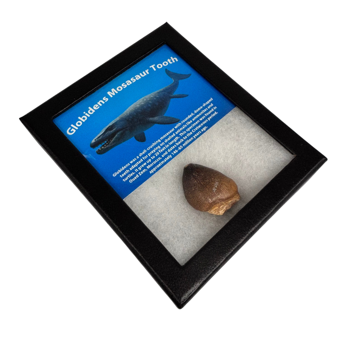 Globidens Mosasaur Tooth Box